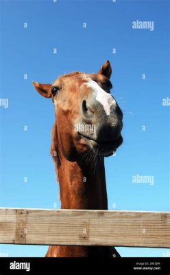 A Música para um Cavalo Encolhido combina texturas de zumbido industrial com melodias melancólicas de piano