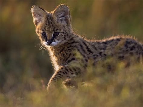 野良猫 かわいい - 都市の小さな冒険者たち